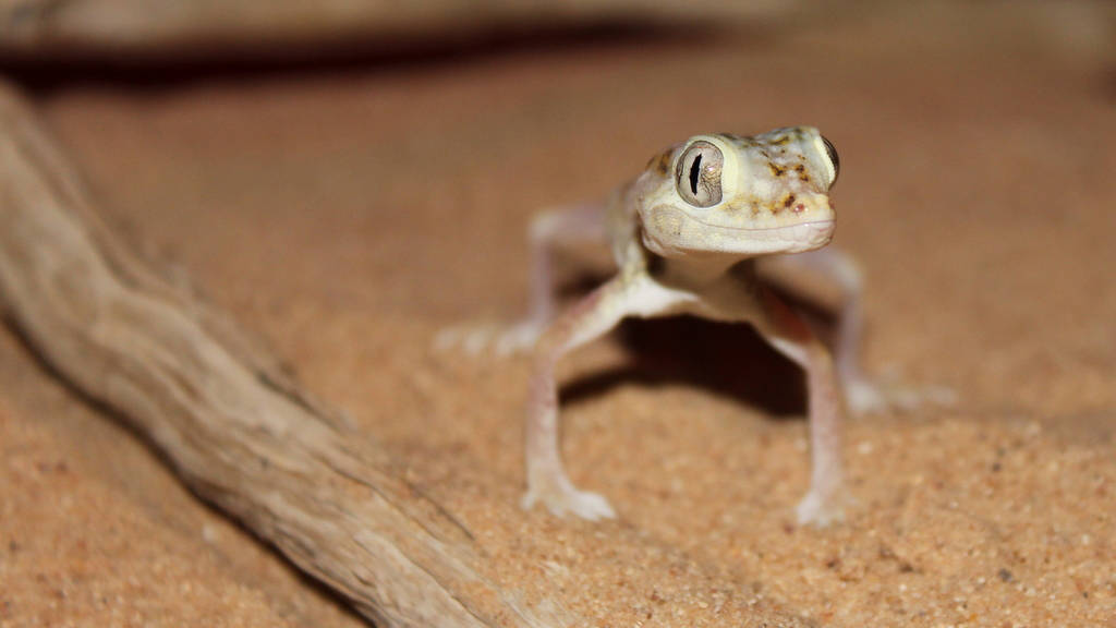 Gecko bei Nacht