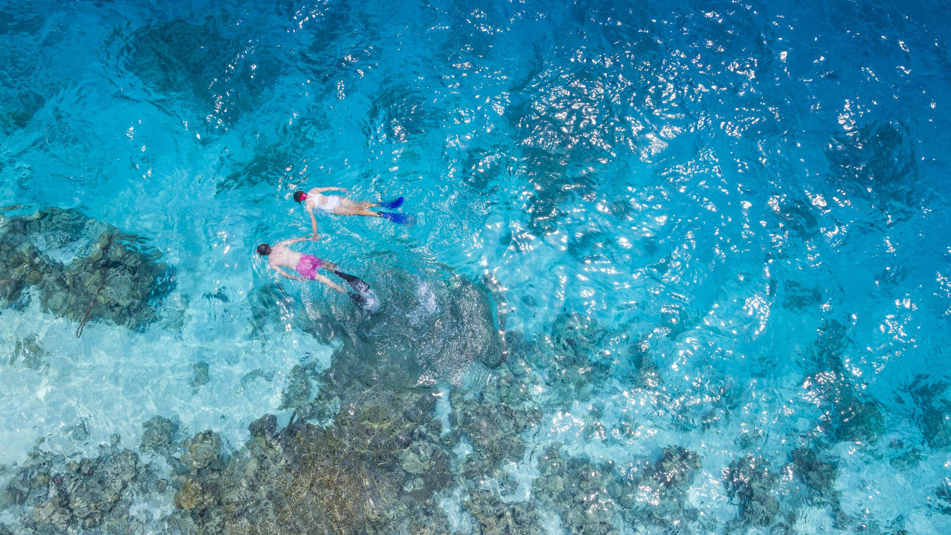 A couple snorkelling