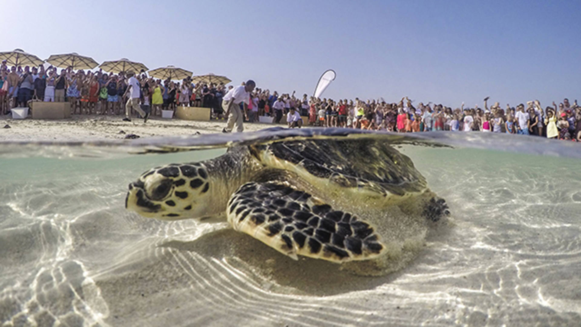 turtle save dubai rehabilitation