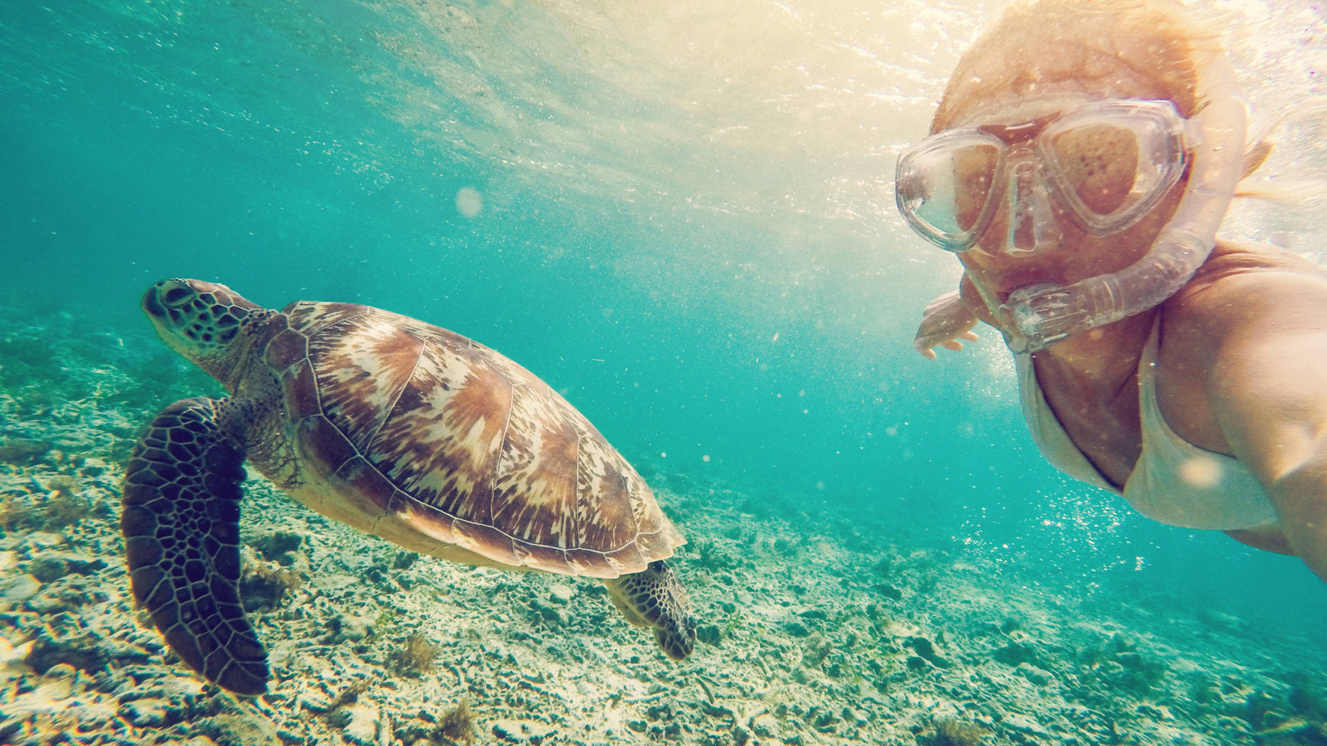 Girl snorkelling with a turtle